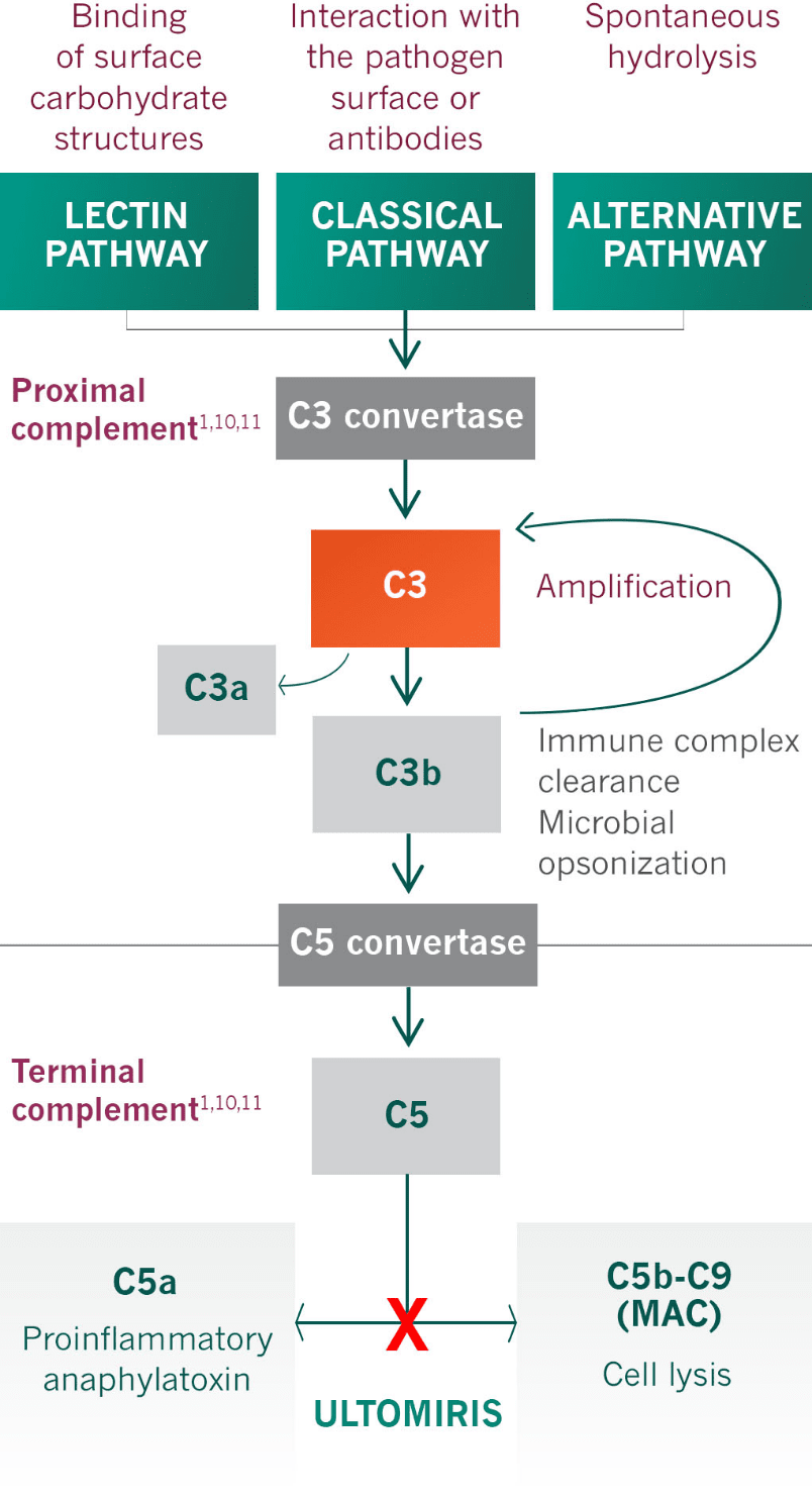 Flow chart illustrating the classical pathway of complement activation, including proximal complement, terminal complement, and C3 and C5 convertase