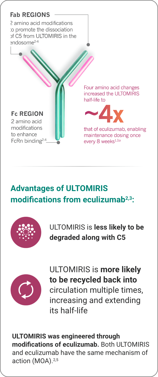 Four amino acid changes increased the ULTOMIRIS half-life to about 4x that of eculizumab, enabling maintenance dosing once every 8 weeks. The ULTOMIRIS molecule includes Fab Regions (2 amino acid modifications to promote the dissociation of C5 from ULTOMIRIS in the endosome) and an Fc Region (2 amino acid modifications to enhance FcRn binding).