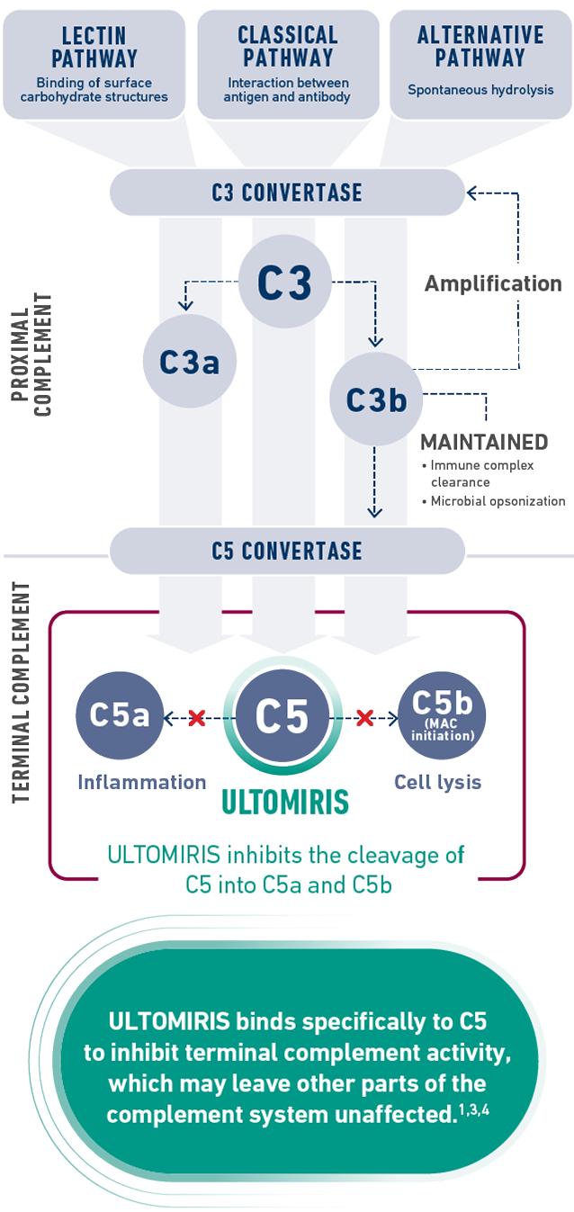 ULTOMIRIS selectively targets C5 activity and binds to C5 to inhibit terminal complement activity, which may leave other parts of the complement system unaffected