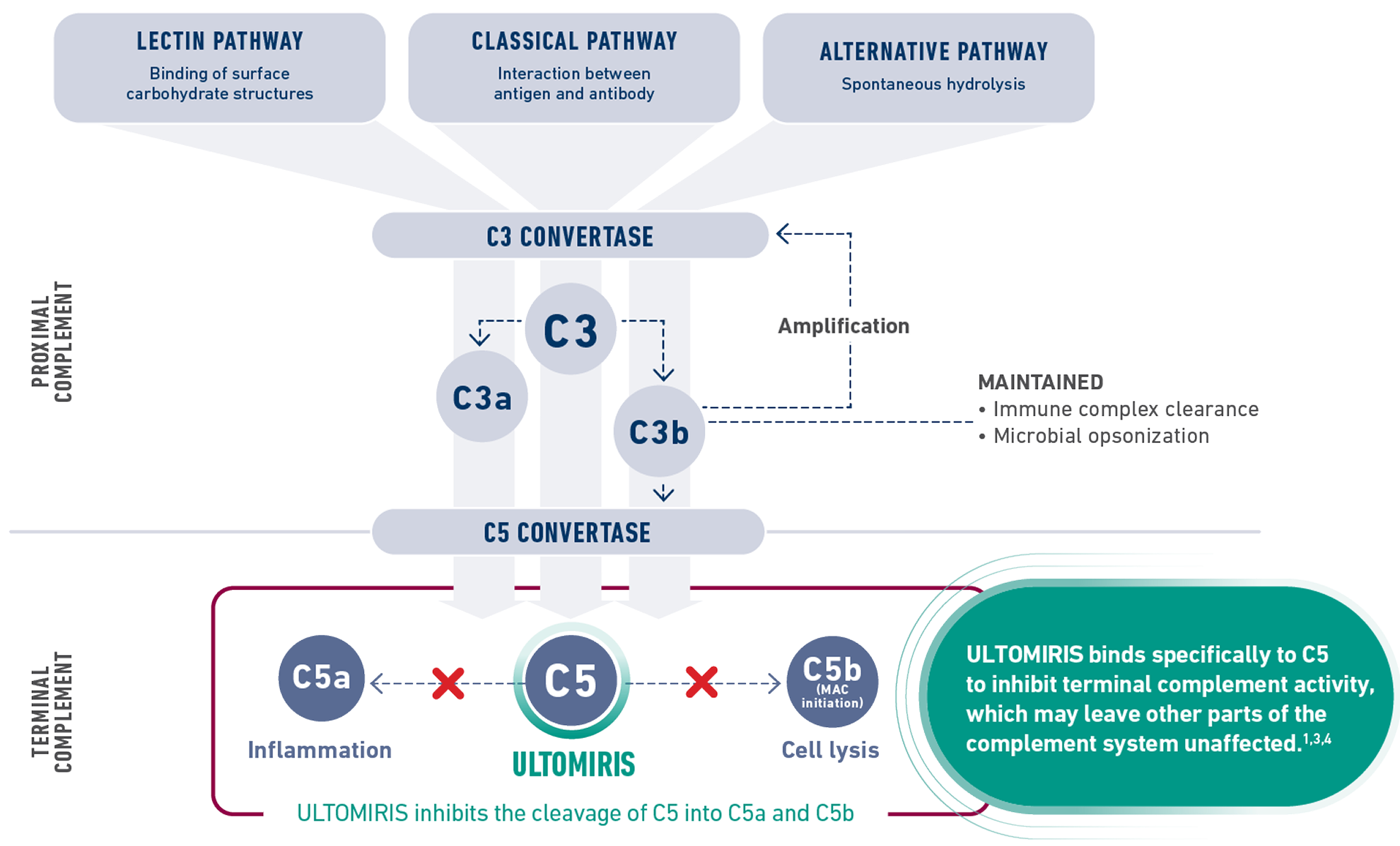 ULTOMIRIS selectively targets C5 activity and binds to C5 to inhibit terminal complement activity, which may leave other parts of the complement system unaffected