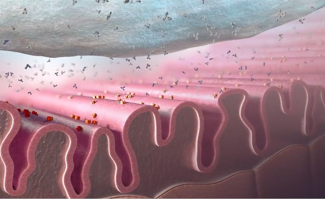 Microbiology image of typical folds in the muscle membrane