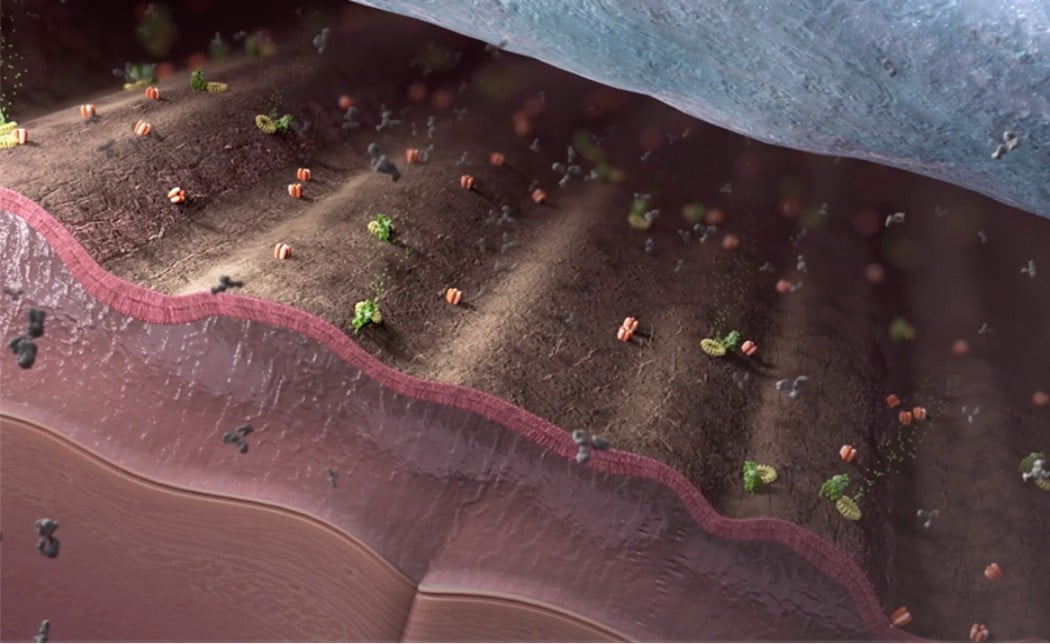Neuromuscular junction with complement-mediated damage